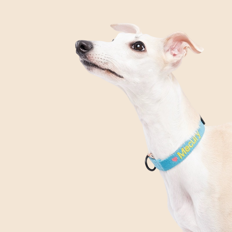 personalized dog collar