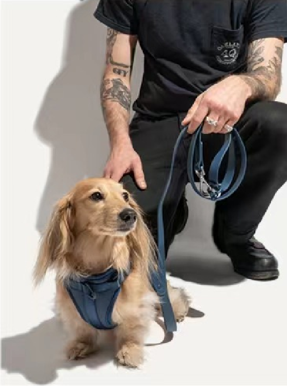 Breathable Neoprene Harness for dogs